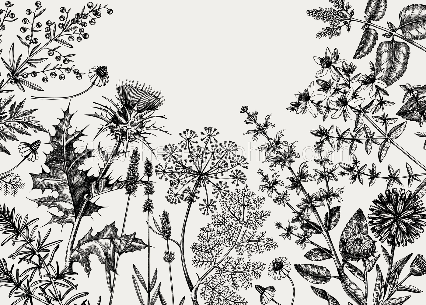 Hand-sketched herbs, flowers, weeds, meadows  background. Medicinal plants vintage frame. For herbal medicine, tea ingredients, packaging or banner. Medicinal herbs design. Illustration